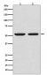 Anti-Caspase-8 Rabbit Monoclonal Antibody